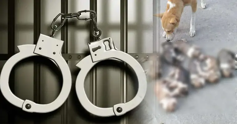 ৮ কুকুর ছানা হত্যা, মামলা ও গ্রেপ্তার